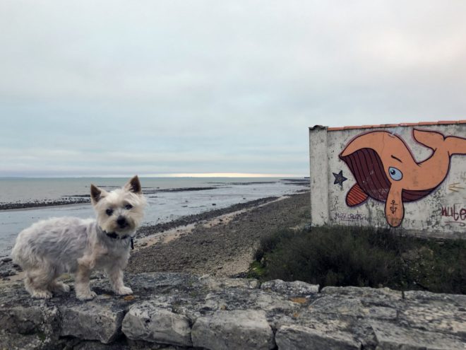 Ile de Ré - Météo 2019 - 31 décembre 2018 - Juillet 2019