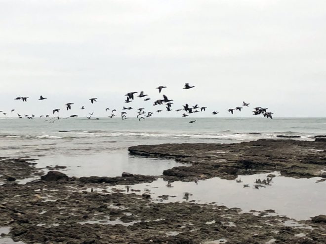 Ile de Ré - Météo 2019 - 1er janvier 2019 - Août 2019