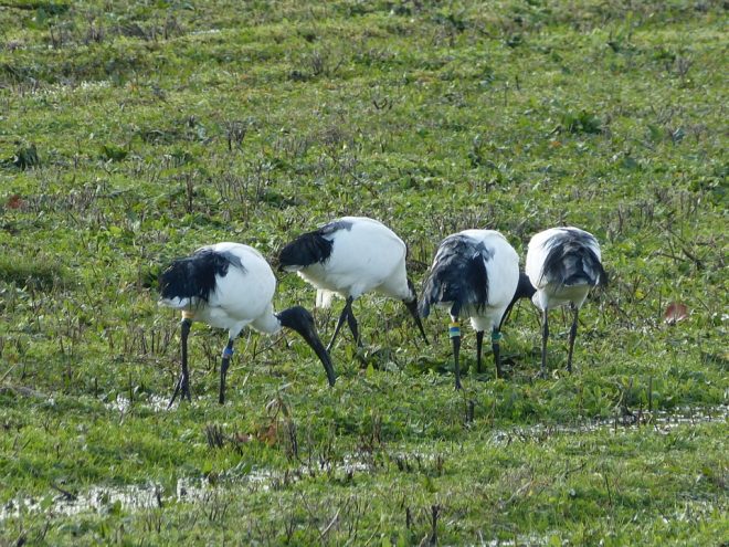 Festin d'ibis