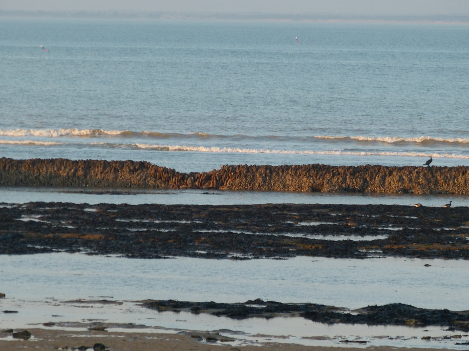 La Grande-Ecluse - Les Portes-en-Ré - 10 janvier 2014