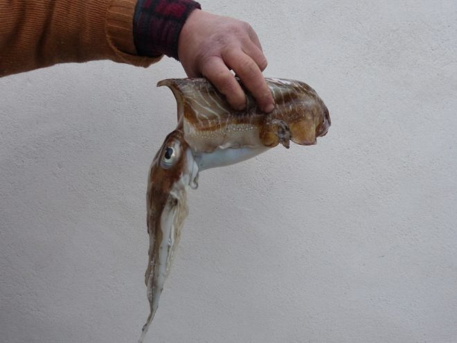 Pêche de seiche
