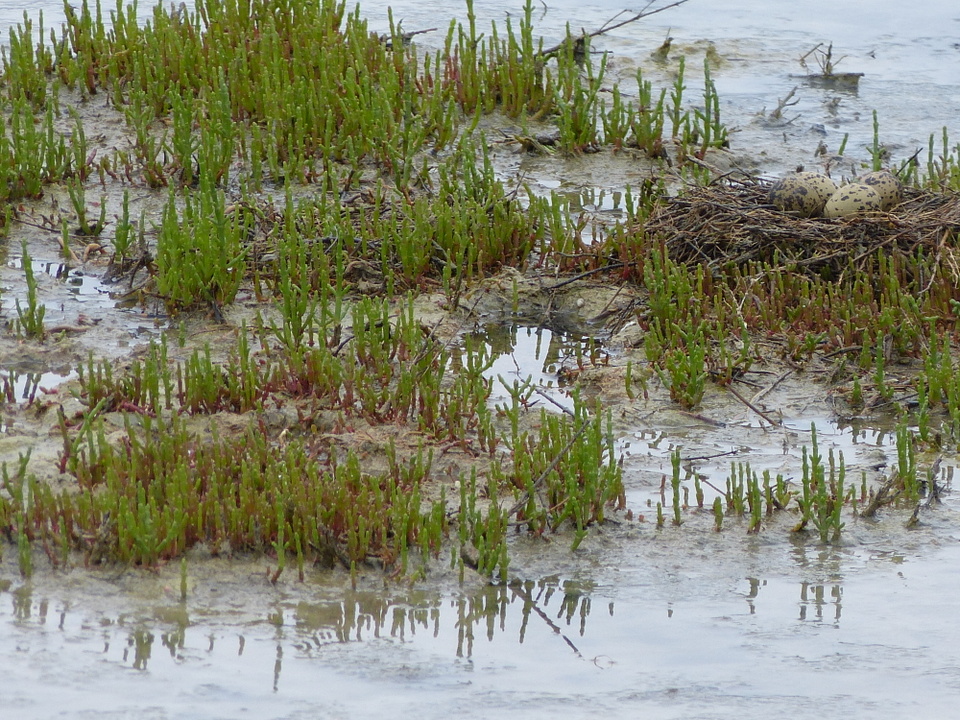 Oeufs d'échasse blanche dans les salicornes