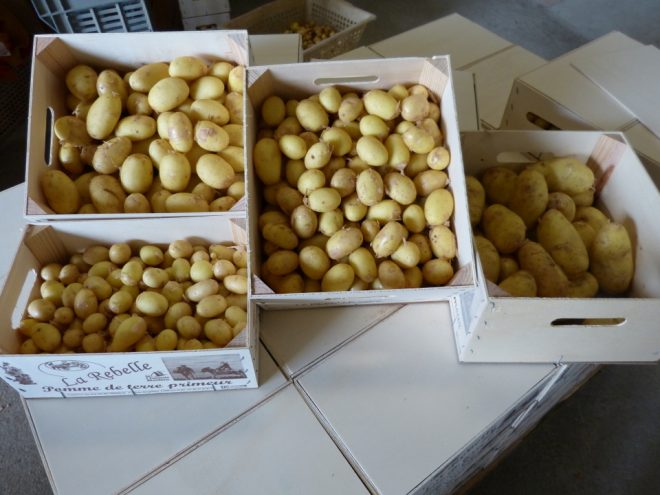 Calibres de pommes de terre