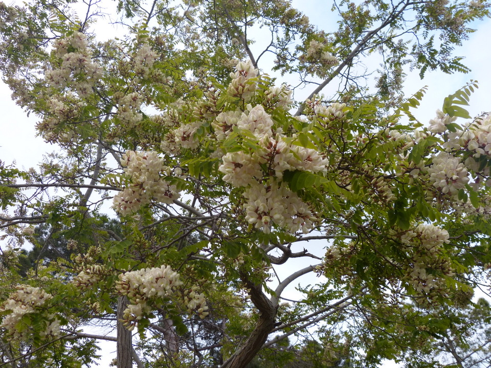 Fleur d'acacia