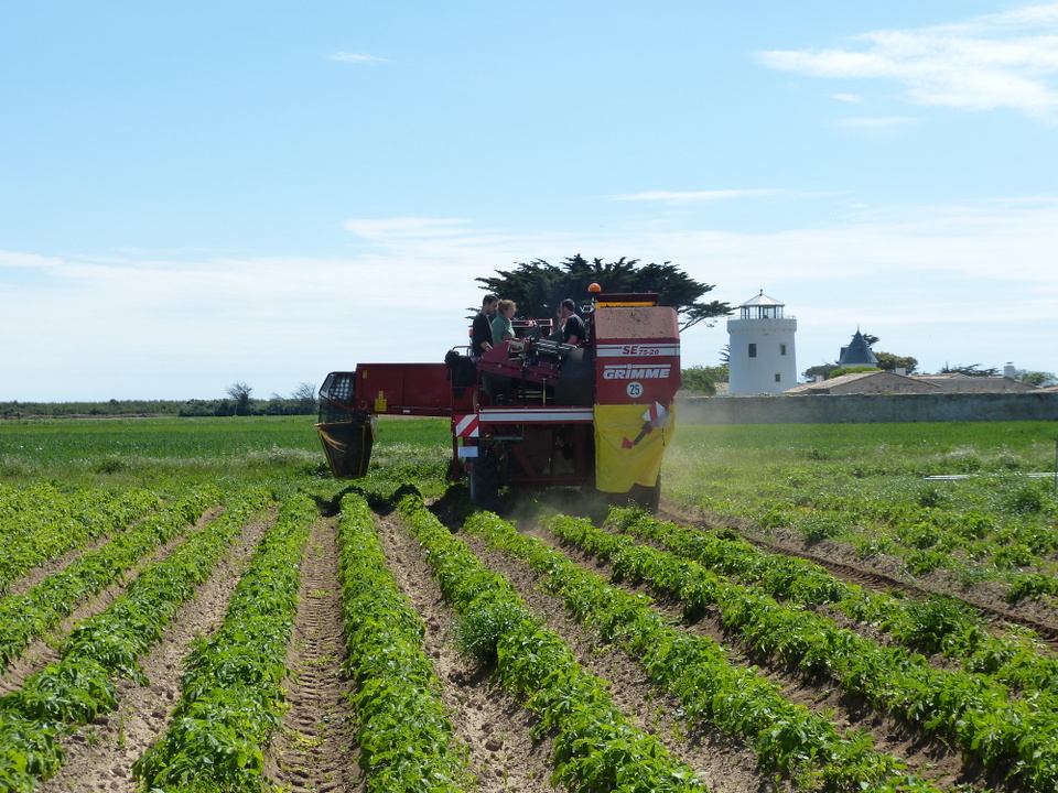 Pommes de terre rétaises.
