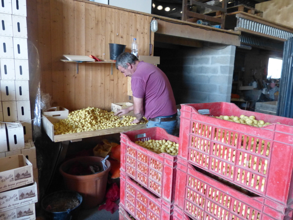 Pommes de terre rétaises.