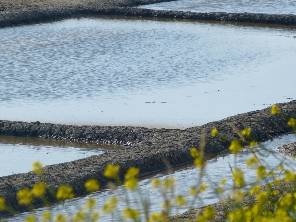 Marais salant - 5 juin 2013