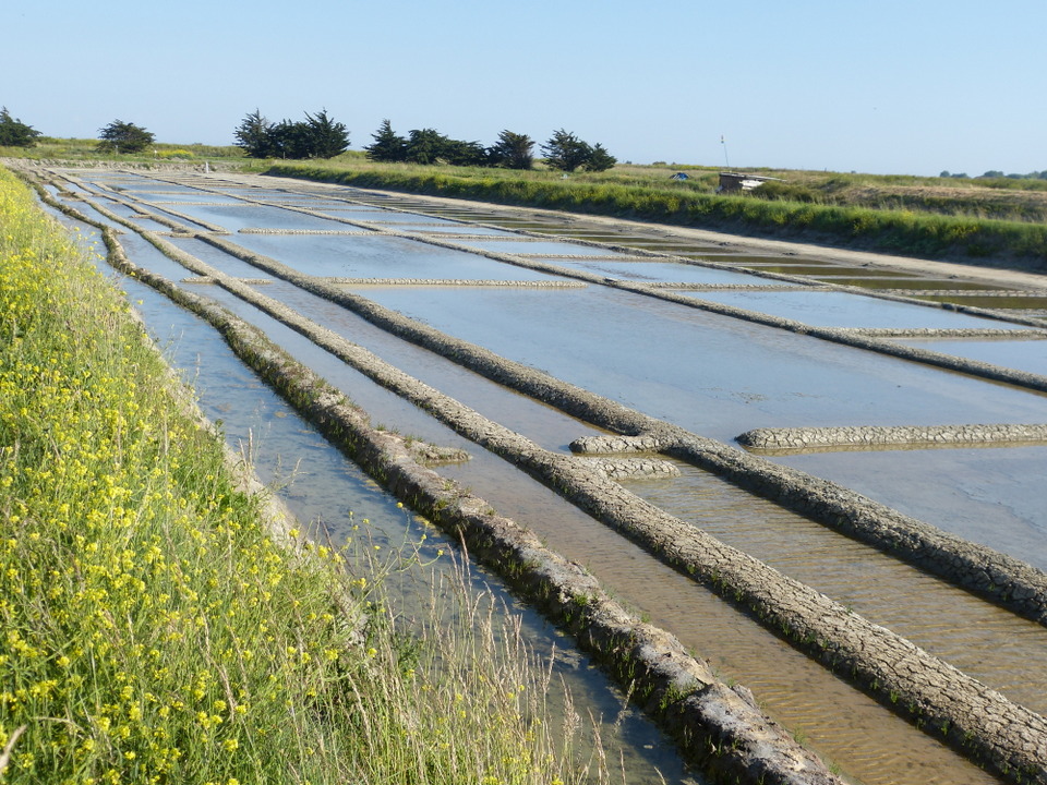 Marais salant - 5 juin 2013