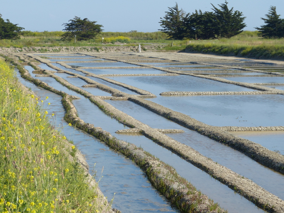 Marais salant - 5 juin 2013