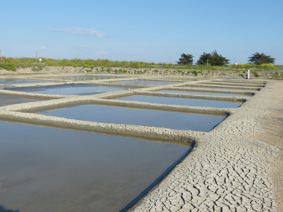 Marais salant - 5 juin 2013