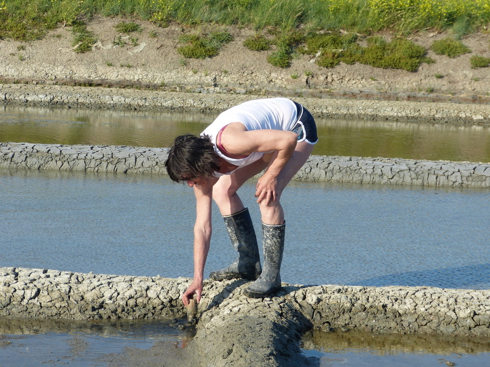 Marais salant - 5 juin 2013
