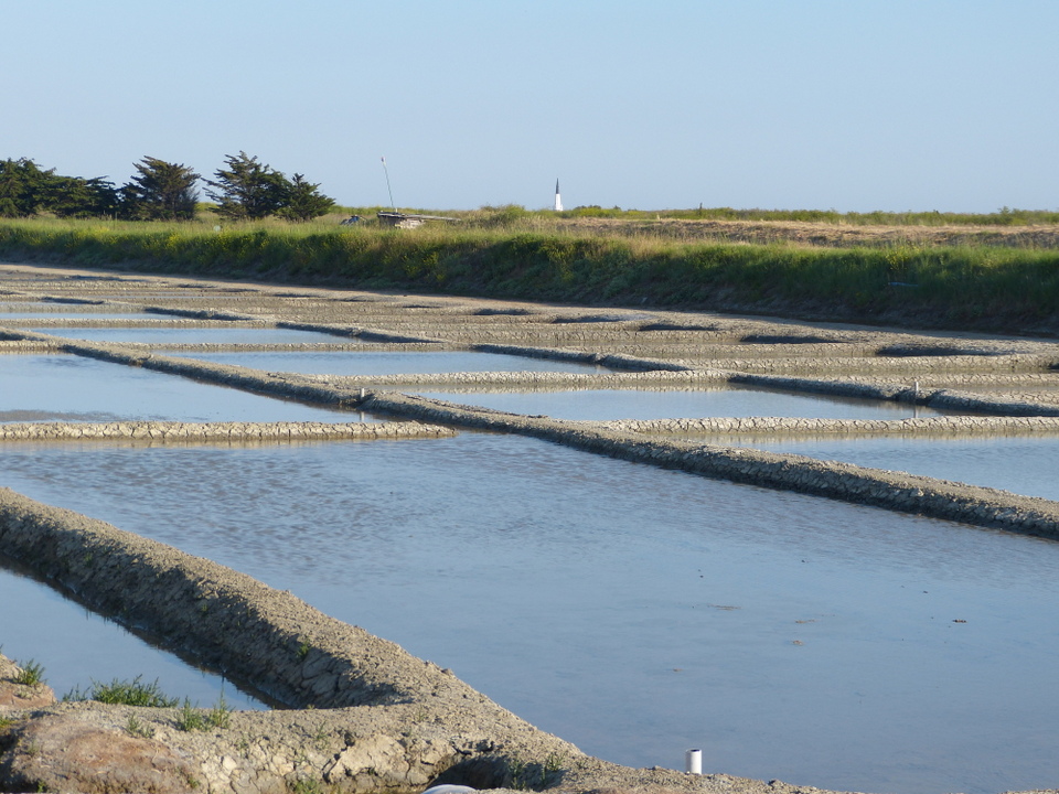 Marais salant - 5 juin 2013