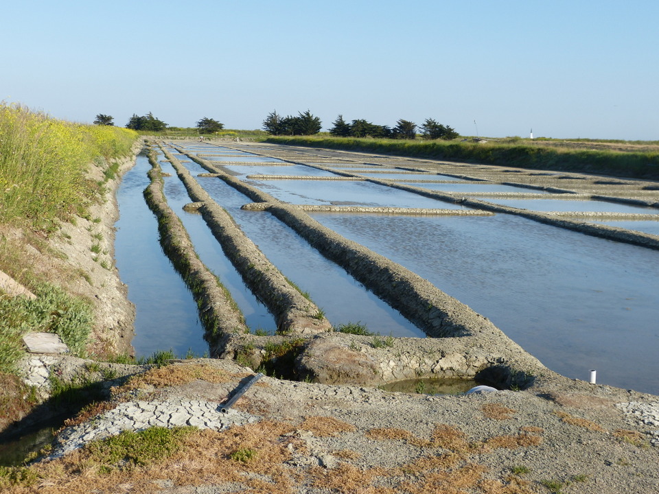 Marais salant - 5 juin 2013