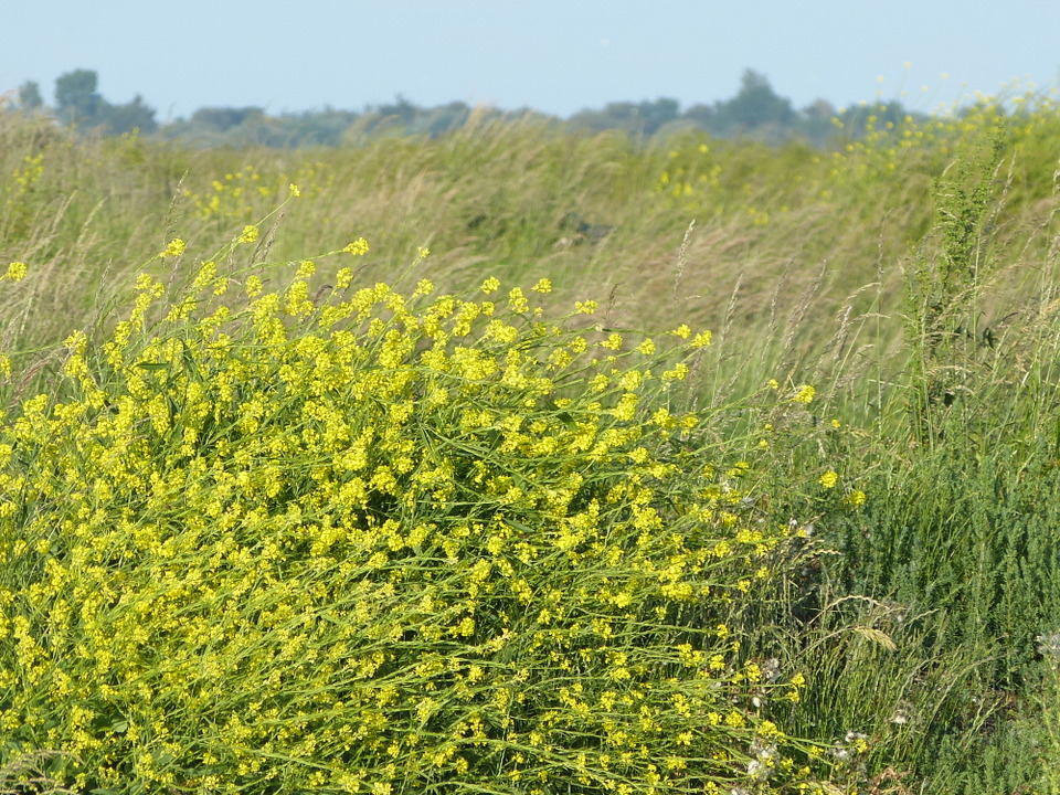 Marais salant - 5 juin 2013