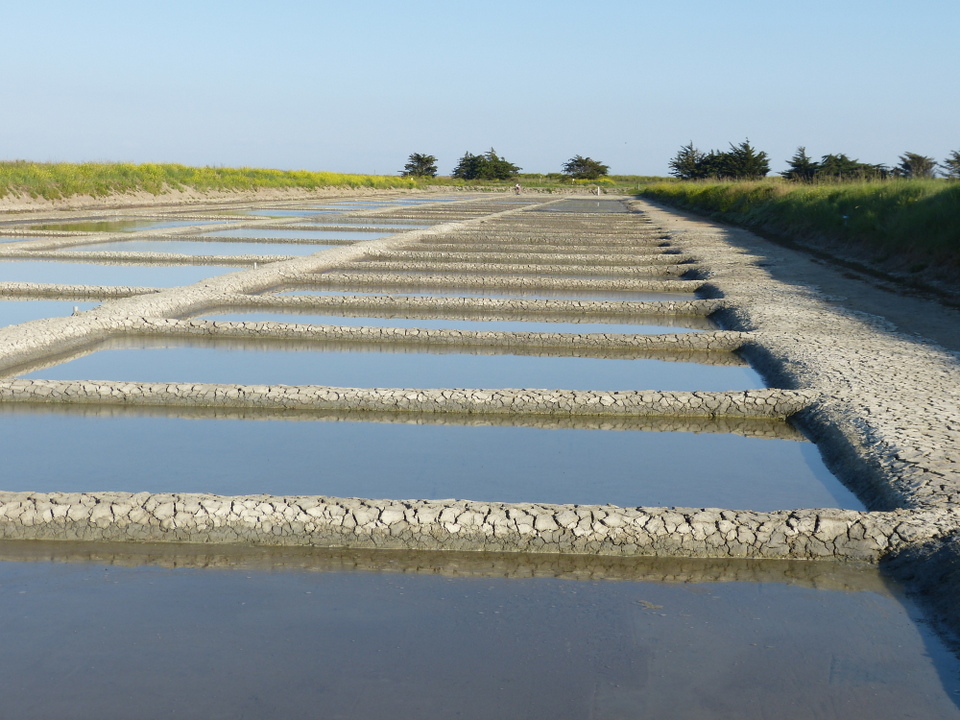 Marais salant - 5 juin 2013