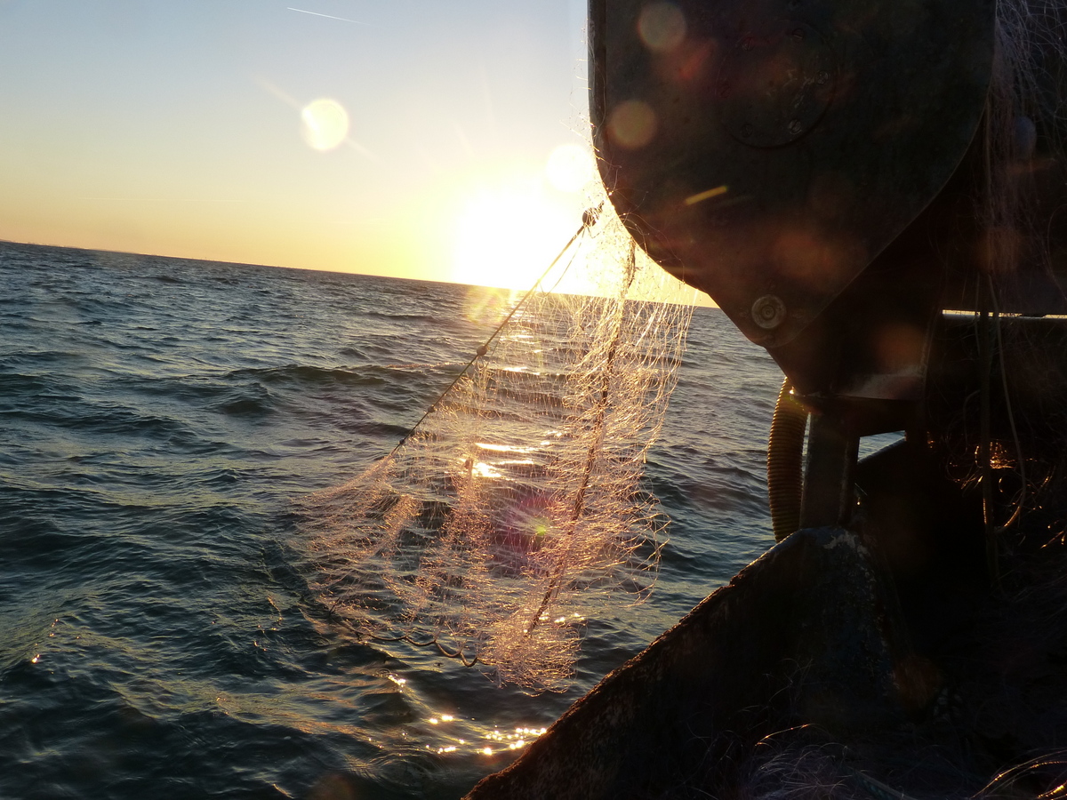 Filet de pêche Chroniques ordinaires des