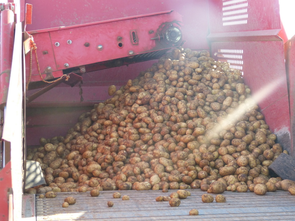 3 juillet, dernier jour d'arrachage des pommes de terre