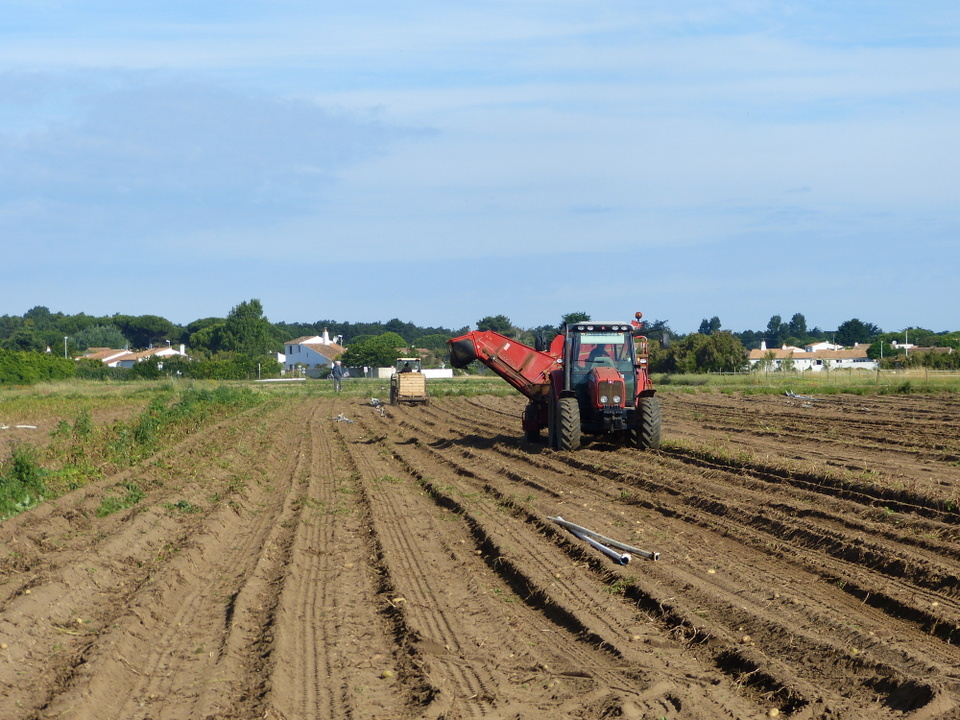 3 juillet, dernier jour d'arrachage des pommes de terre