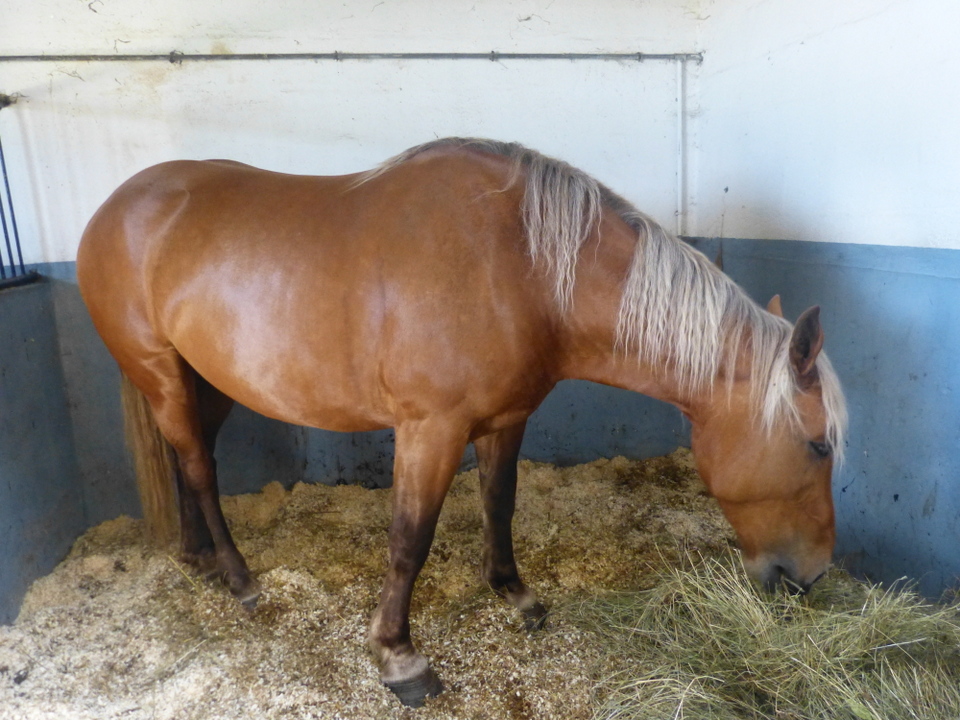 Haras du Passage – Loix Haras du Passage - Loix