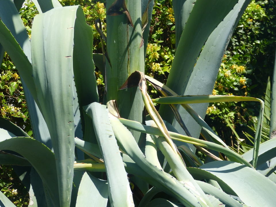 Agave rétais - 5 juillet