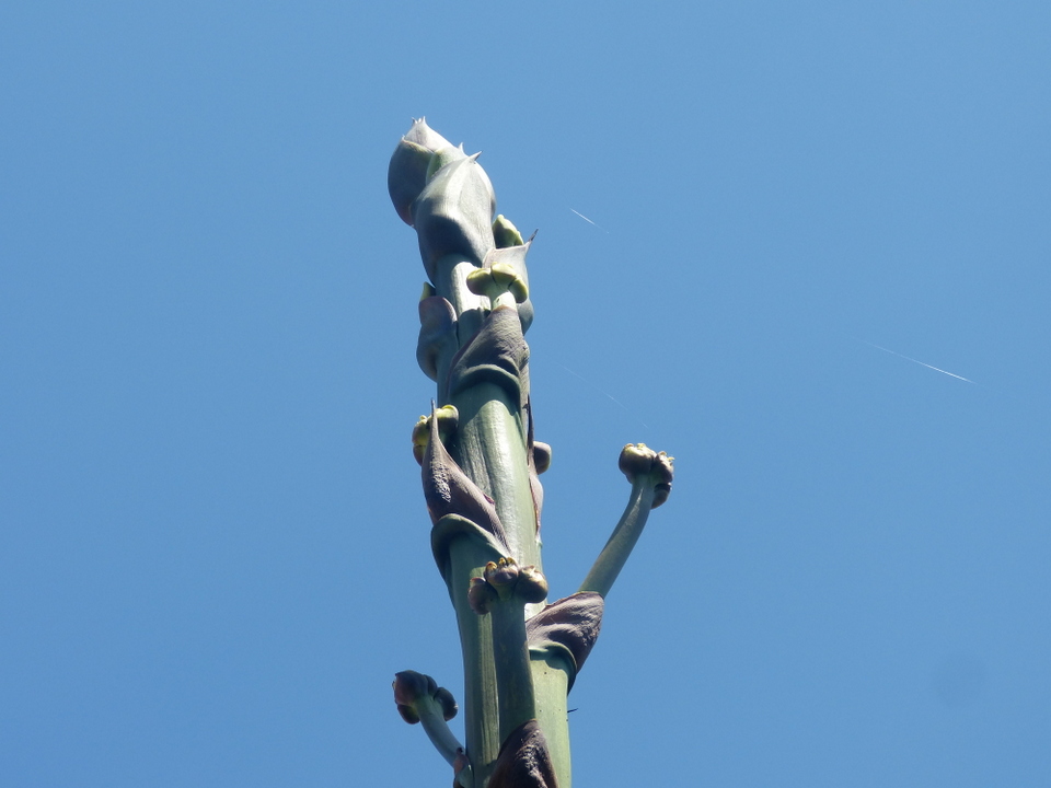 Agave rétais - 5 juillet
