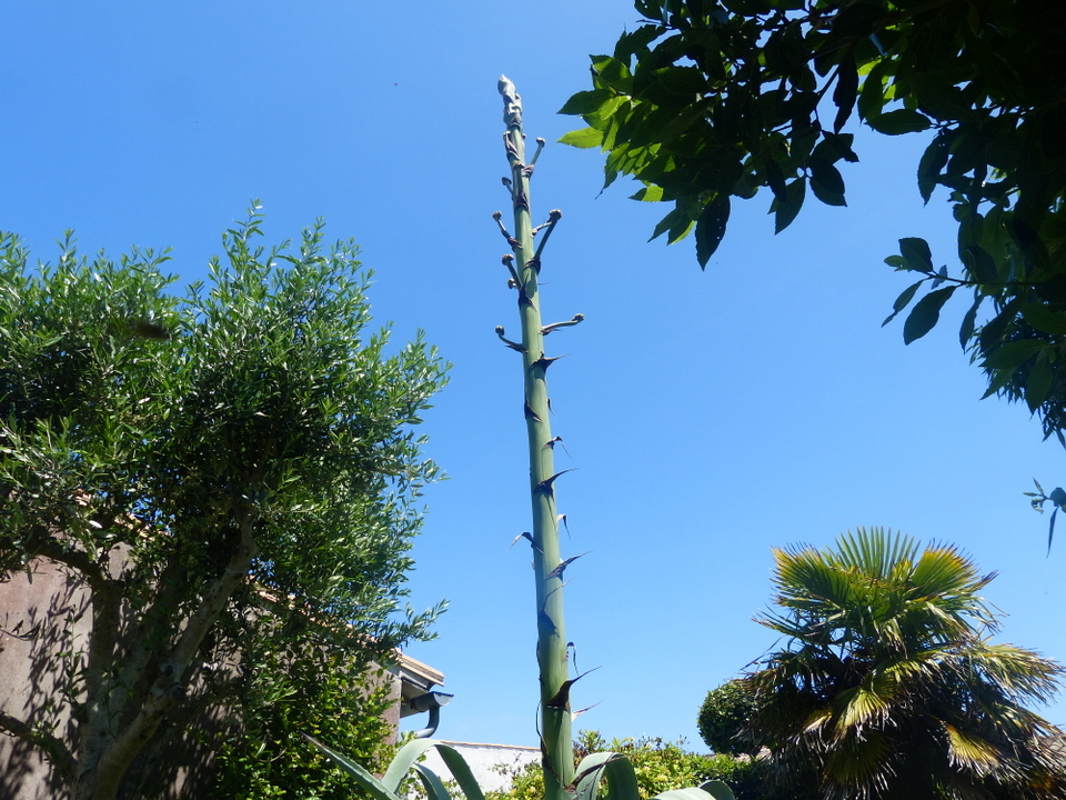 Agave rétais - 5 juillet