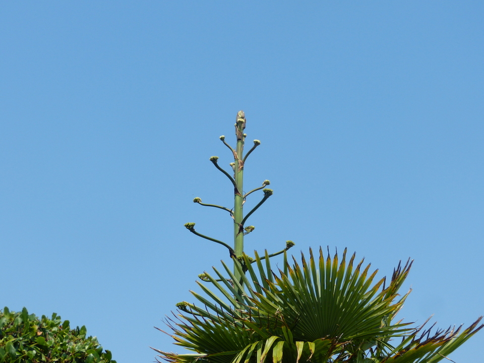 Agave - 11 juillet