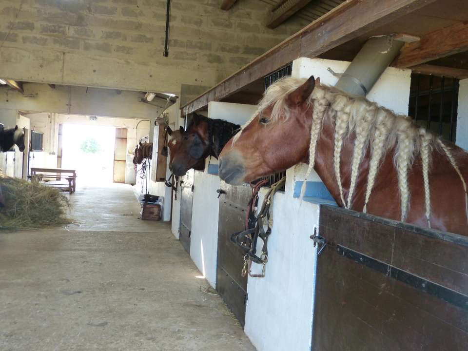 Haras du Passage – Loix Haras du Passage - Loix