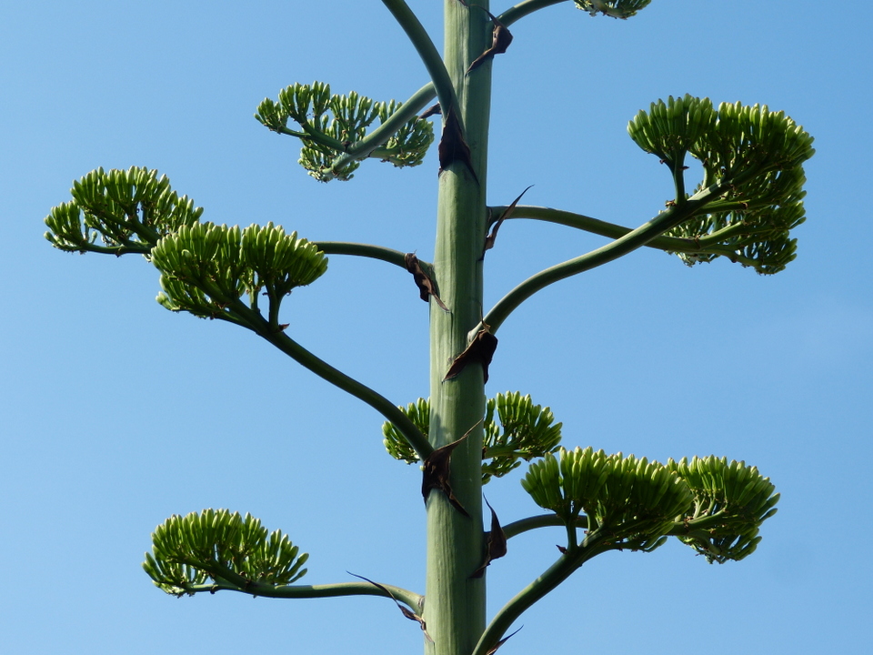 Agave - 22 juillet