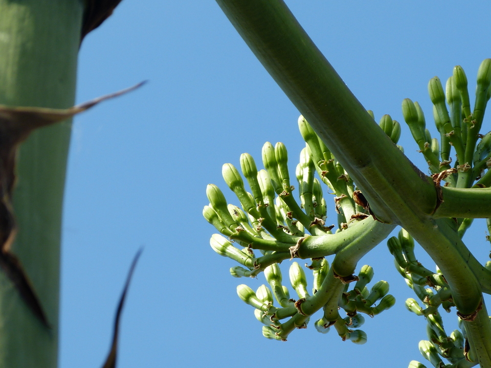 Agave - 22 juillet