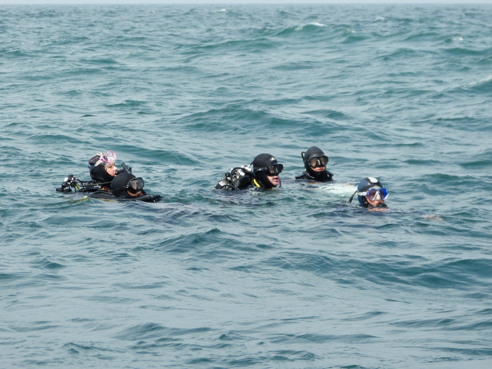 1er août 2013 - Réintroduction homard