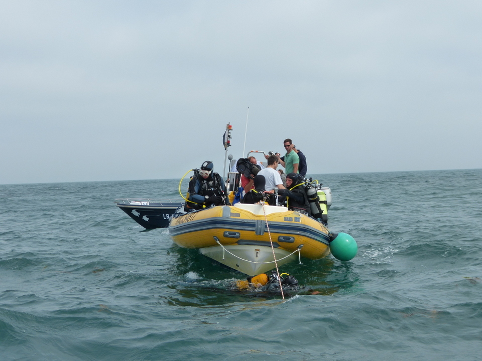 1er août 2013 - Réintroduction homard