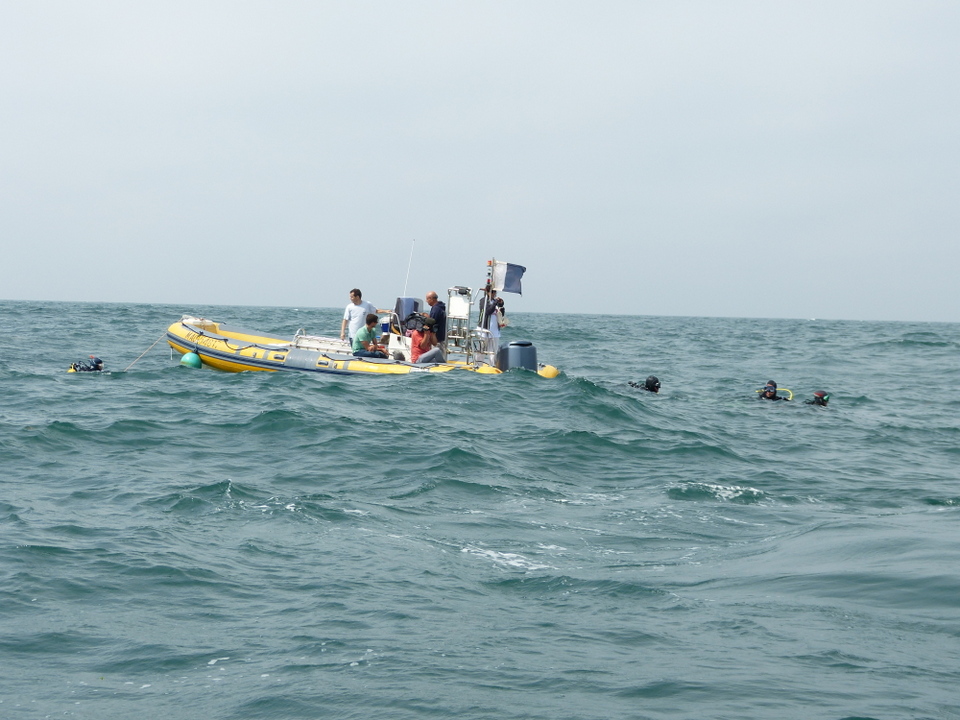 1er août 2013 - Réintroduction homard