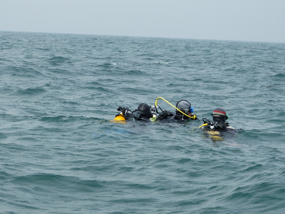 1er août 2013 - Réintroduction homard