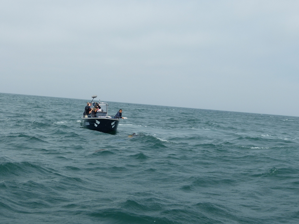 1er août 2013 - Réintroduction homard