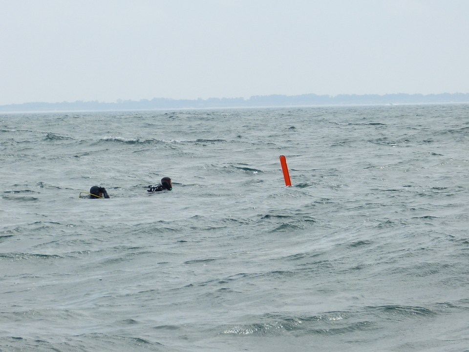 1er août 2013 - Réintroduction homard