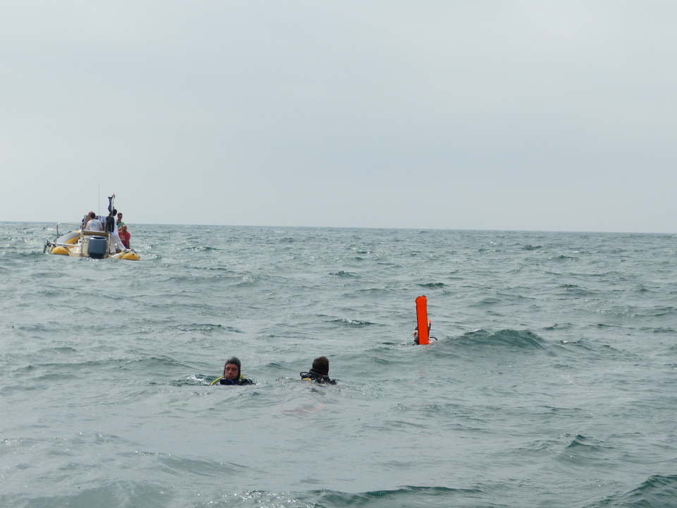 1er août 2013 - Réintroduction homard