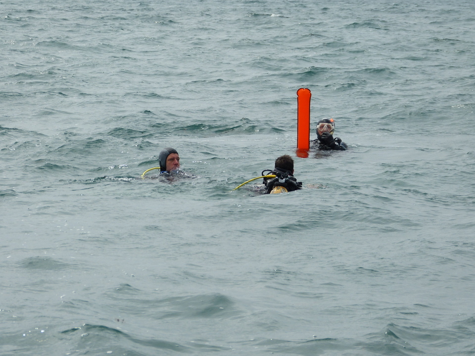 1er août 2013 - Réintroduction homard