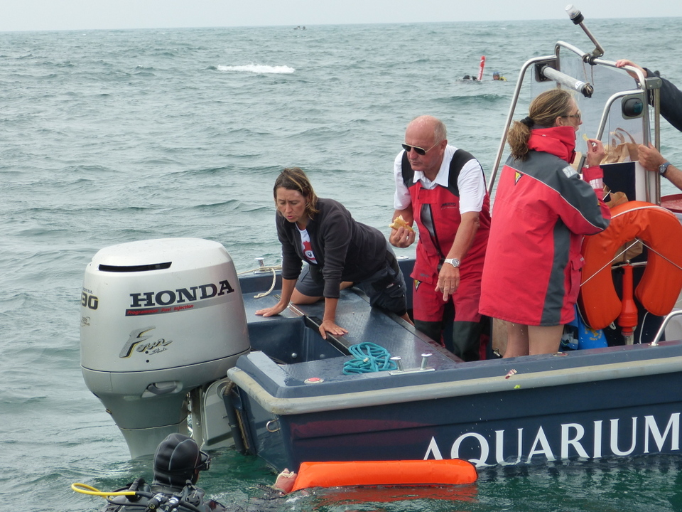 1er août 2013 - Réintroduction homard