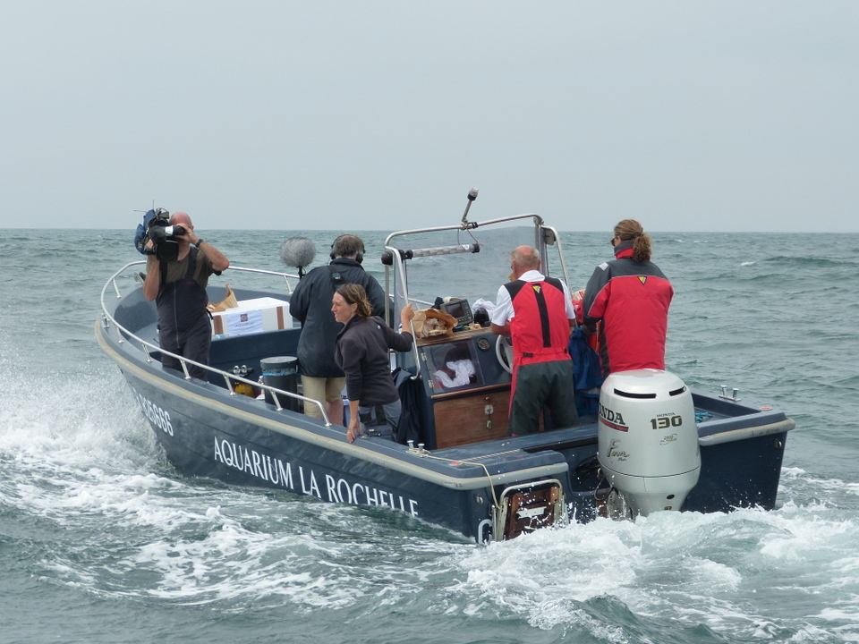 1er août 2013 - Réintroduction homard