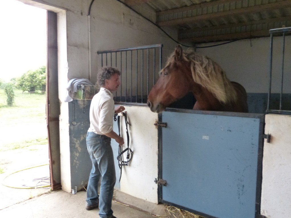 Loix - Haras du Passage - Manu Bigarnet