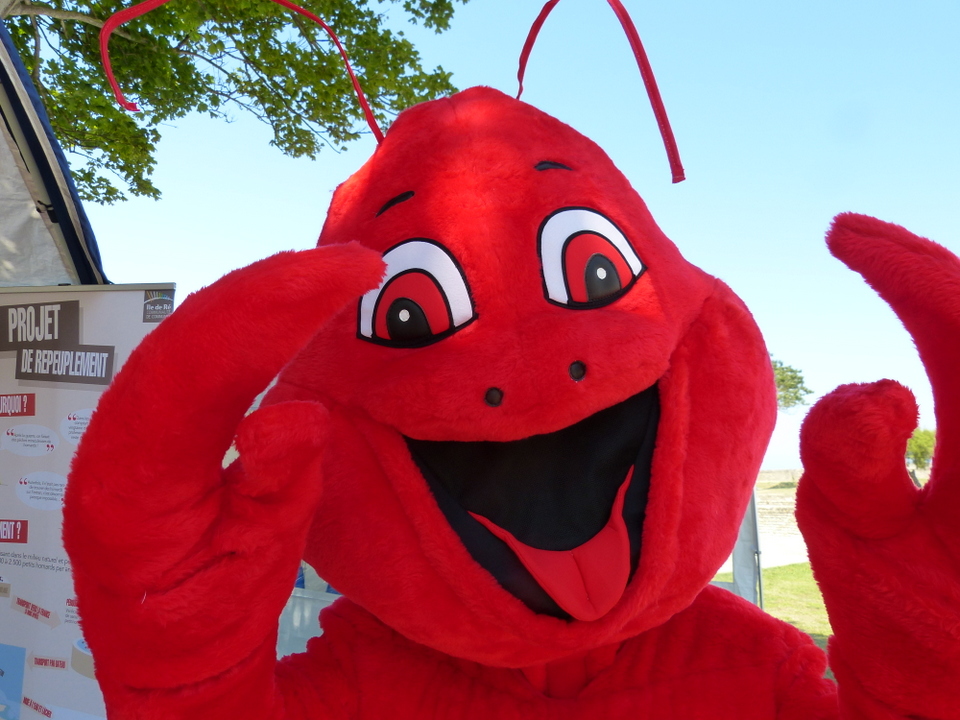 1er août 2013 - Réintroduction homard