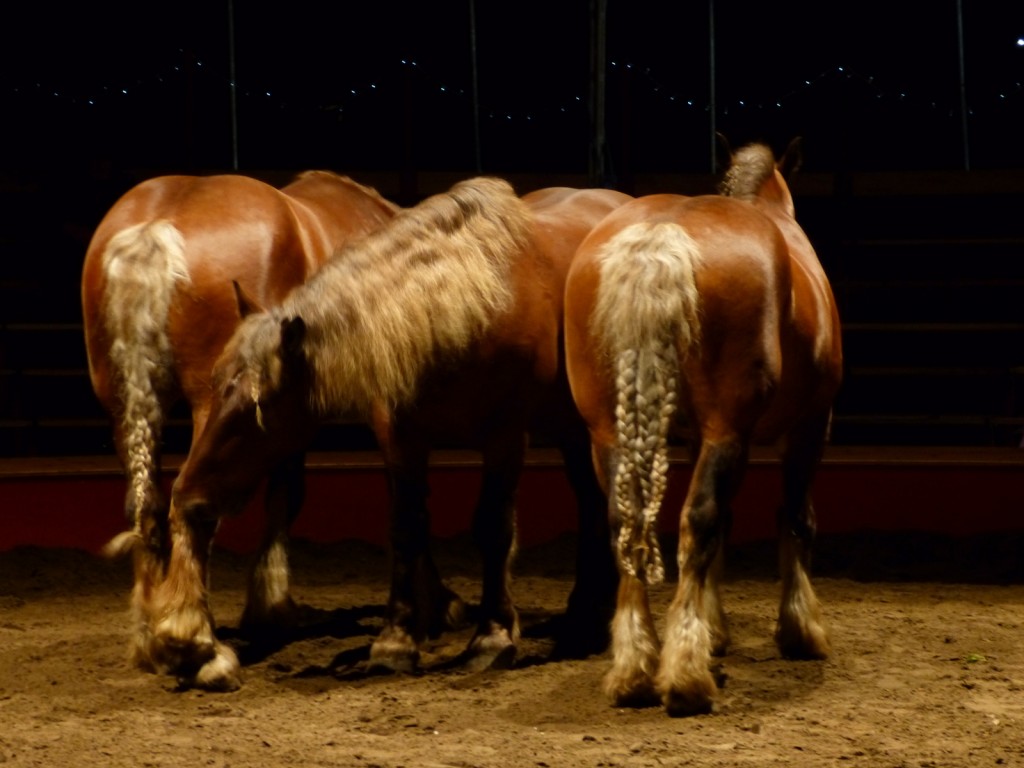 Tactus Partition équestre - Chevaux comtois