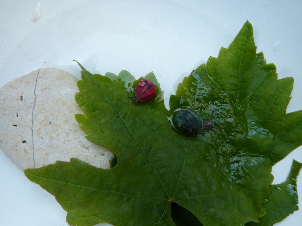 Escargots 2014