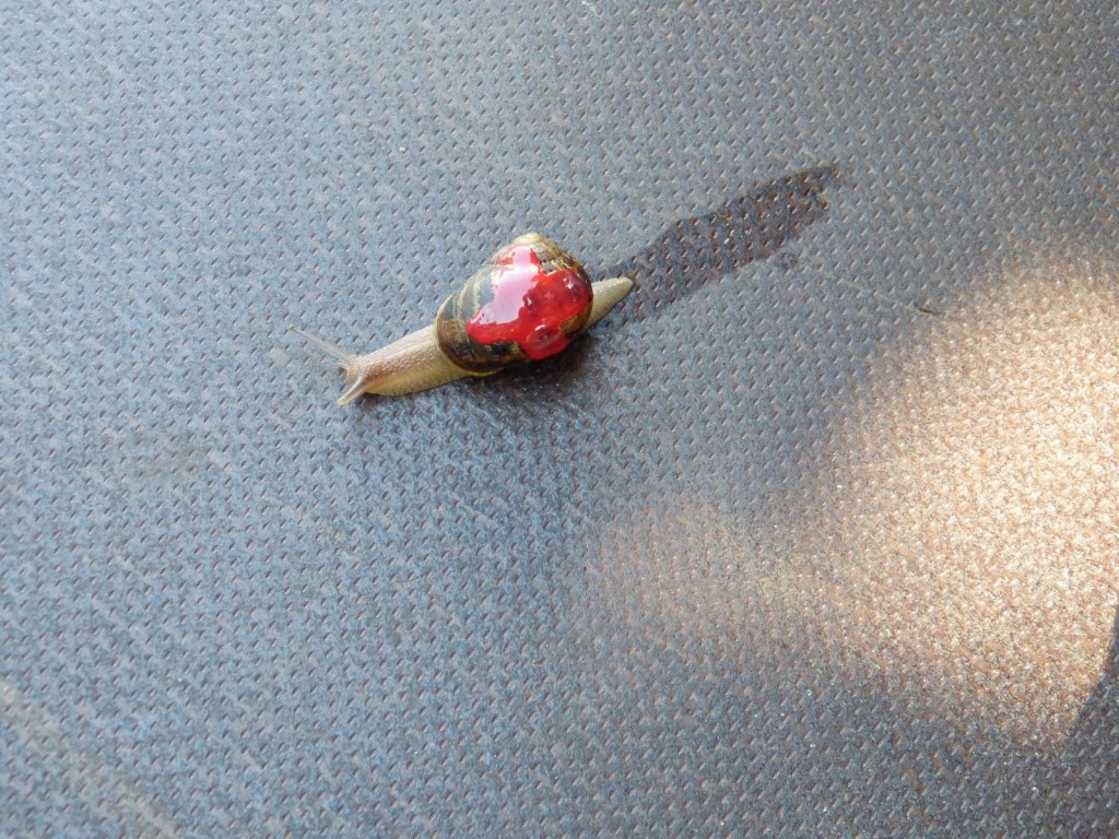 Escargot 2014