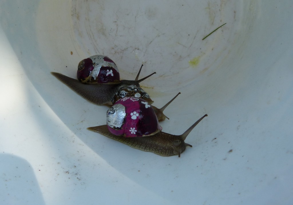 Escargots 2014