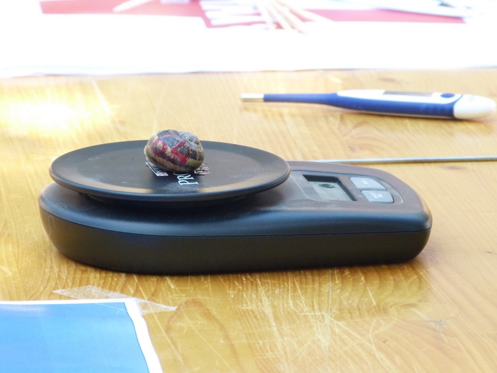 Pesée des escargots 2014