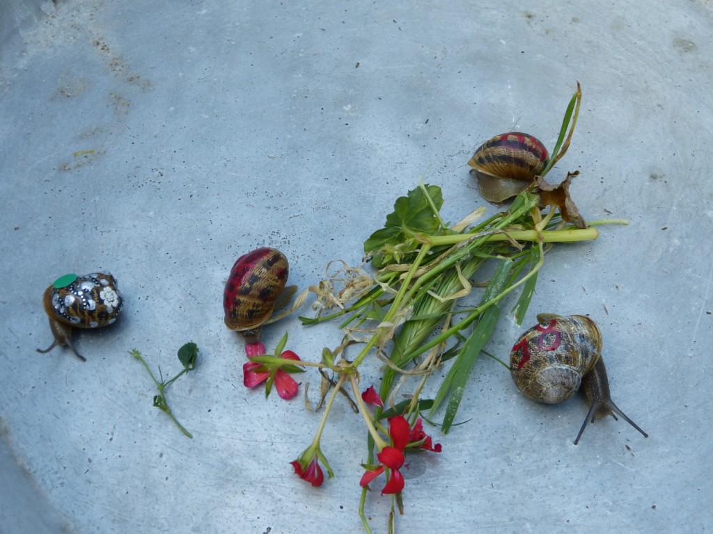Escargots 2014