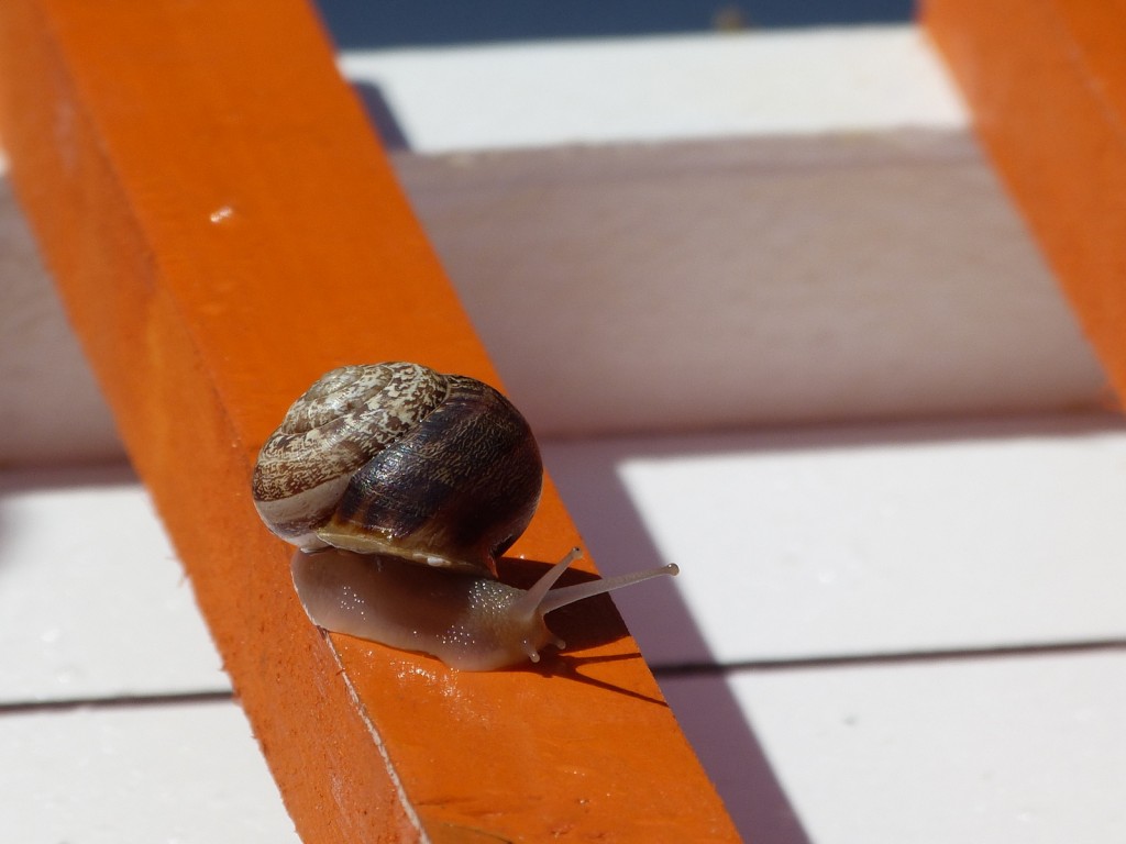 Escargot 2014