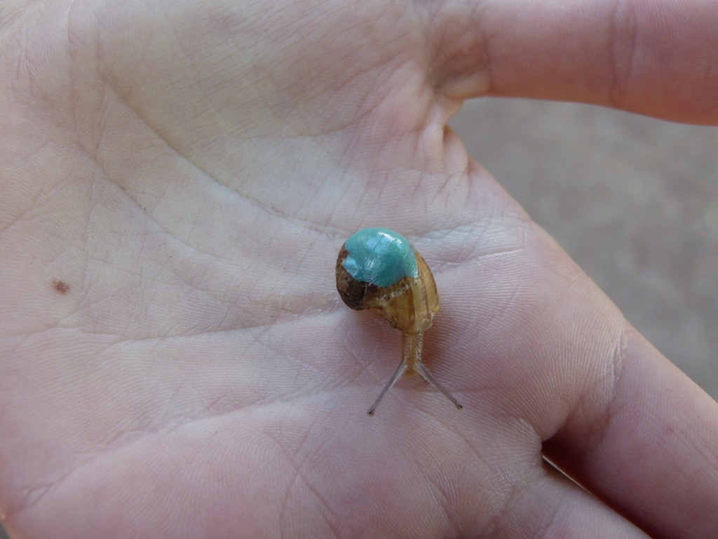 Escargot 2014